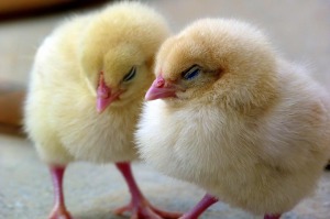 chicks-1444525_1280
